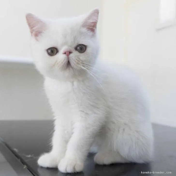 ID：2209-00687の子猫