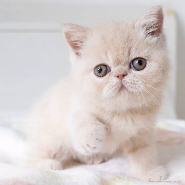 ID：2408-02468の子猫