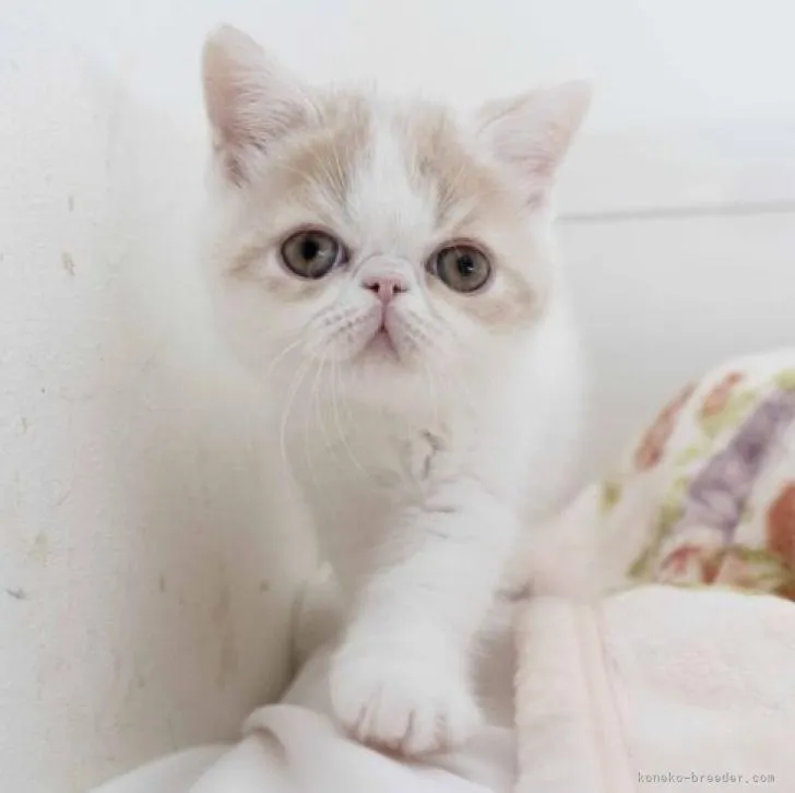 ID：2206-02940の子猫