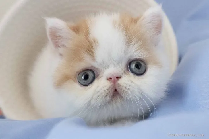 ID：2109-01810の子猫