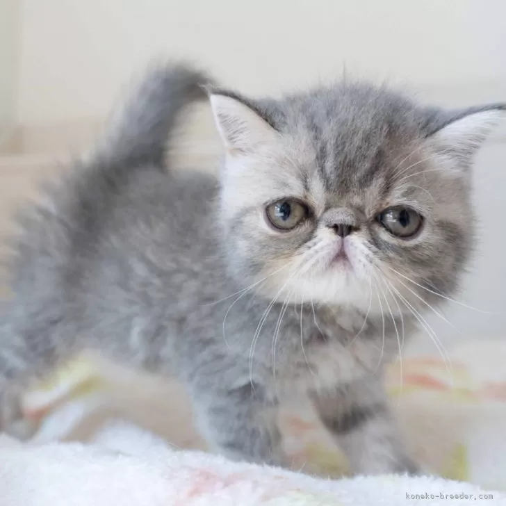 あなご 様のお迎えした子猫