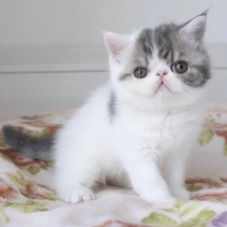T.H 様のお迎えした子猫
