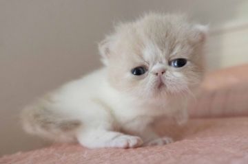 エキゾチックショートヘア【神奈川県・男の子・2022年1月6日・クリームタビー&ホワイト】の写真「綺麗な毛色のかわいい子♪のんびりさんです」
