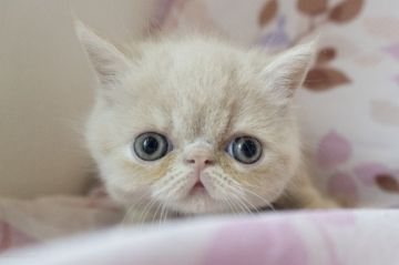 エキゾチックショートヘア【東京都・男の子・2021年7月24日・クリームタビー】の写真「とっても可愛いお顔の子です♪」