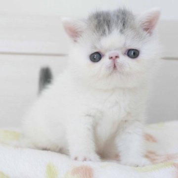 エキゾチックショートヘア【神奈川県・男の子・2023年9月7日・ブルータビー&ホワイト(バン)】の写真「垂れたお目目がかわいい子♪」