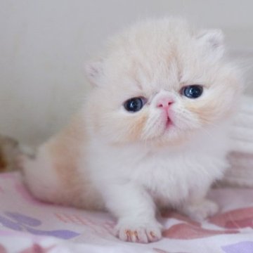 エキゾチックショートヘア【神奈川県・女の子・2023年3月23日・クリームタビー&ホワイト】の写真「エキゾらしいお顔立ちの可愛い子です。」