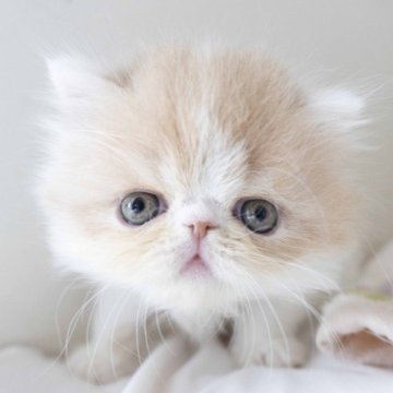 エキゾチックショートヘア【神奈川県・男の子・2024年1月12日・クリームタビーホワイト(ロング/バン)】の写真「ぬいぐるみのようなかわいいお顔の子です♪」