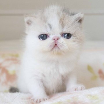 エキゾチックショートヘア【神奈川県・女の子・2023年12月13日・ダイリュートキャリコ】の写真「とっても人懐っこくおっとりです、大人気な毛色の子♪」