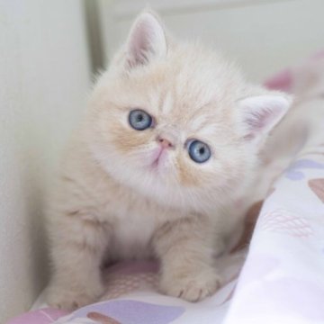 エキゾチックショートヘア【神奈川県・男の子・2023年3月23日・クリームタビー】の写真「まるでお人形さんのようなエキゾちゃんです！」