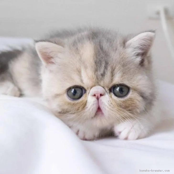 ID：2212-01670の子猫