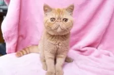 エキゾチックショートヘア【神奈川県・女の子・2025年6月18日・レッドタビー】の写真2