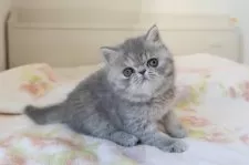 エキゾチックショートヘア【神奈川県・女の子・2024年11月28日・ブルータビー】の写真2