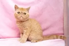 エキゾチックショートヘア【神奈川県・女の子・2025年6月18日・レッドタビー】の写真8