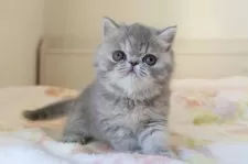 エキゾチックショートヘア【神奈川県・女の子・2024年11月28日・ブルータビー】の写真4