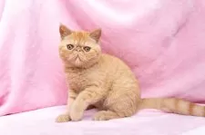 エキゾチックショートヘア【神奈川県・女の子・2025年6月18日・レッドタビー】の写真10