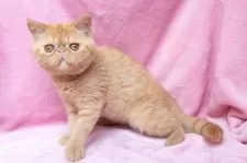 エキゾチックショートヘア【神奈川県・女の子・2025年6月18日・レッドタビー】の写真6