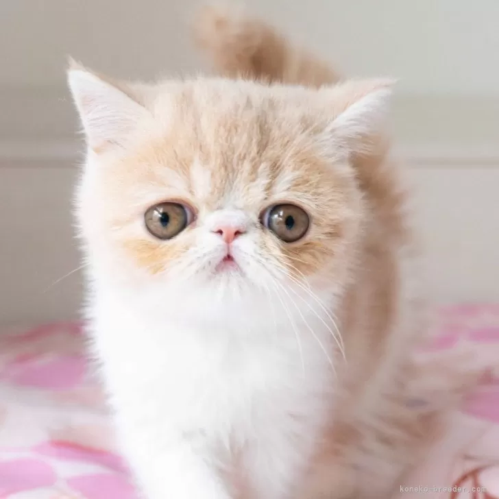 ID：2502-00126の子猫