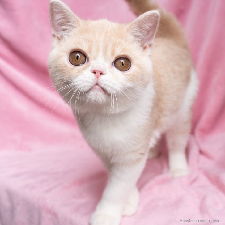 ブリーダー画像