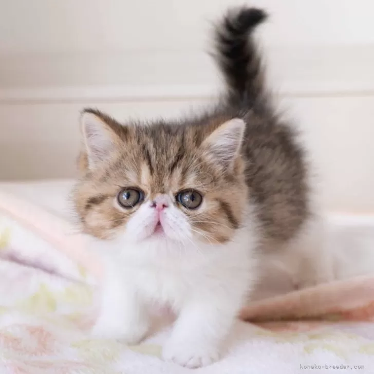 ID:2412-00747の子猫