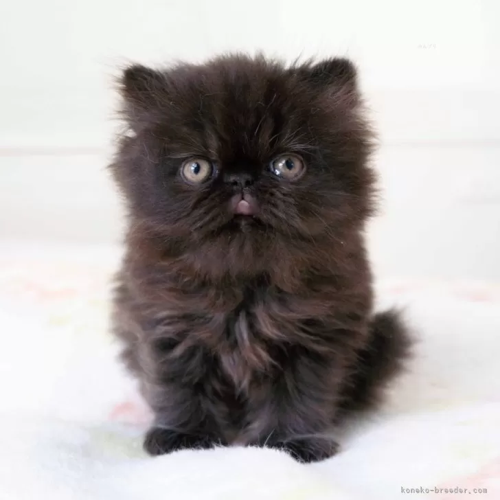 ID：2501-02210の子猫