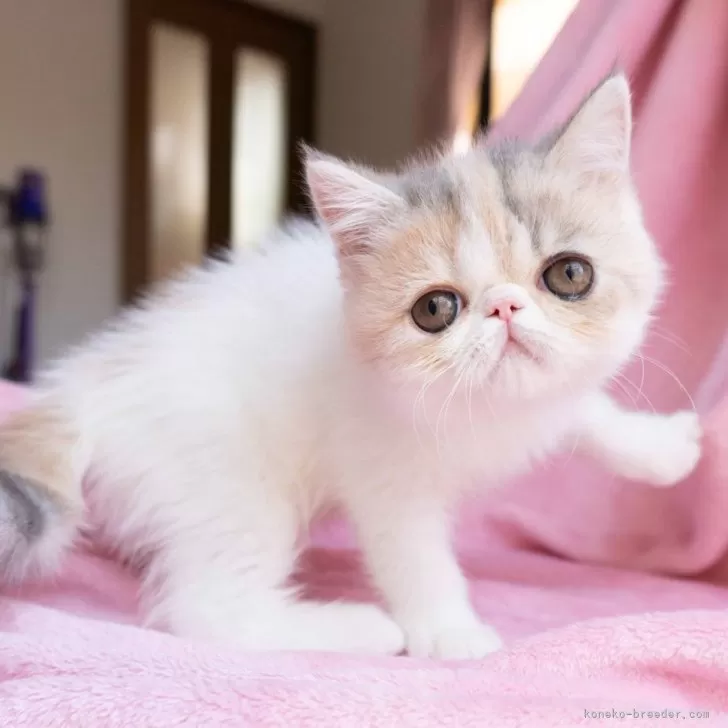 ID:2507-01370の子猫
