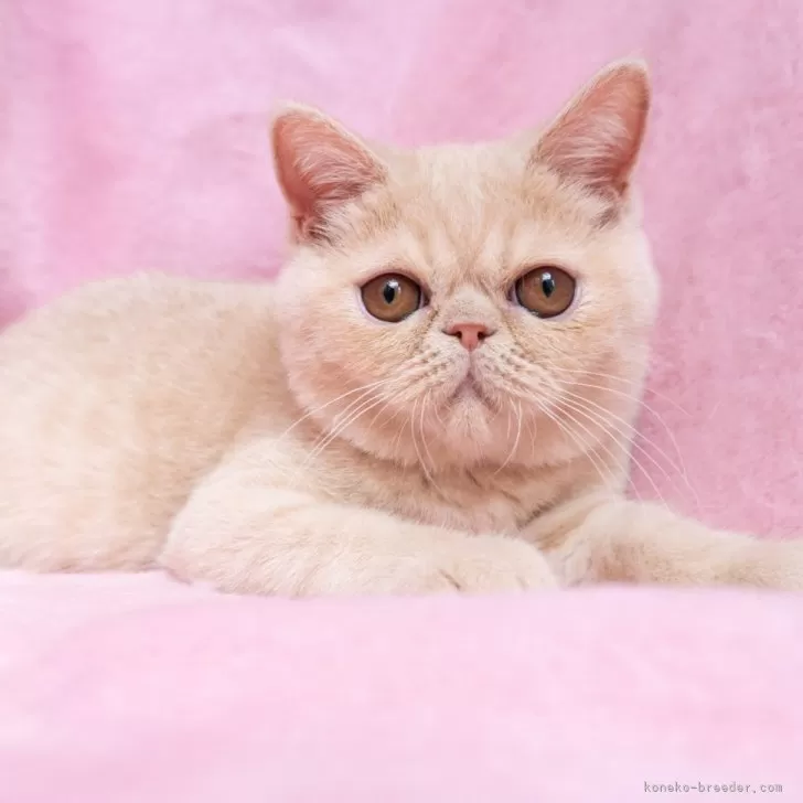 ID：2507-02935の子猫