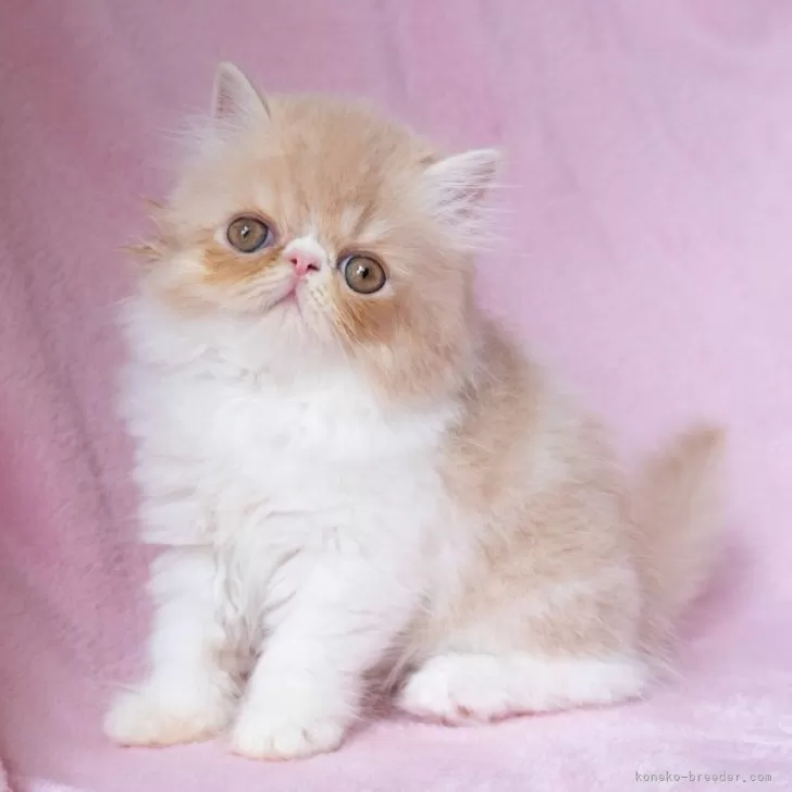 ID：2506-00888の子猫