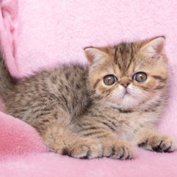 エキゾチックショートヘア【神奈川県・男の子・2025年12月18日・ブラウンタビー】の写真「とてもおっとりした優しい子です♪」