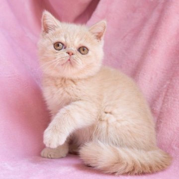 エキゾチックショートヘア【神奈川県・男の子・2025年6月18日・クリームタビー】の写真「くりくりなお目目でかわいらしいお顔立ちの子です」