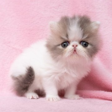 エキゾチックショートヘア【神奈川県・男の子・2025年11月11日・ブルータビーホワイト(ロング)】の写真「とても可愛い自慢の子たちのオーナー様募集開始です♪」