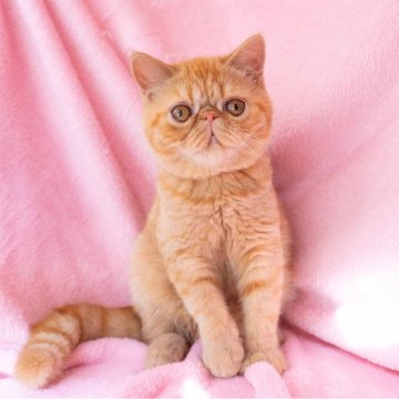 エキゾチックショートヘア【神奈川県・女の子・2025年6月18日・レッドタビー】の写真「ぷくぷくな丸顔で、おっとりとした優しい子です♪」