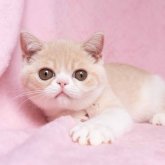 エキゾチックショートヘア