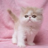 エキゾチックショートヘア