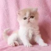 エキゾチックショートヘア