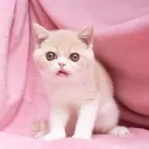 エキゾチックショートヘア