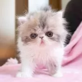 エキゾチックショートヘア