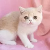 エキゾチックショートヘア