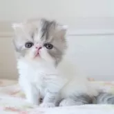 エキゾチックショートヘア