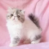 エキゾチックショートヘア
