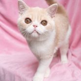 エキゾチックショートヘア