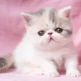 エキゾチックショートヘア