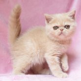 エキゾチックショートヘア
