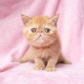 エキゾチックショートヘア