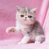 エキゾチックショートヘア