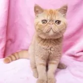 エキゾチックショートヘア