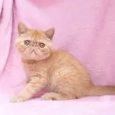 エキゾチックショートヘア