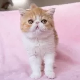 エキゾチックショートヘア