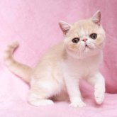 エキゾチックショートヘア