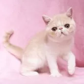 エキゾチックショートヘア