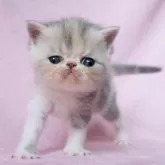 エキゾチックショートヘア